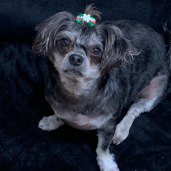 Meet your Posher, Madeleine - Picture 4 of 4